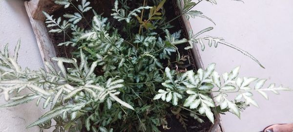 Identificação da planta Asplênio por foto