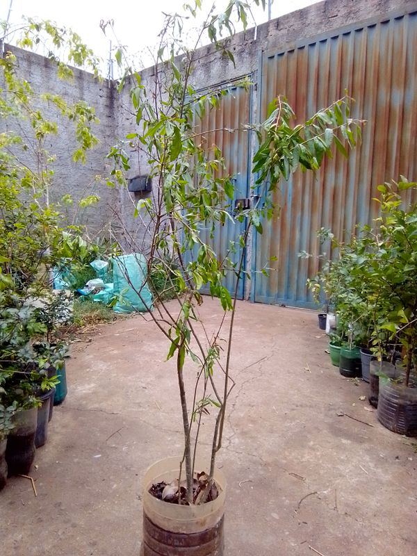 Identificação da planta Romã por foto