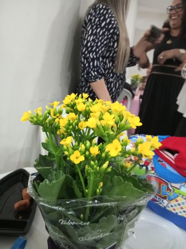 Identificação da planta Calandiva por foto
