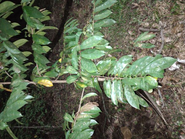 Identificação da planta Graviola por foto