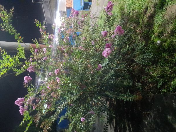 Identificação da planta Resedá por foto
