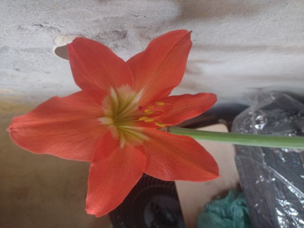 Identificação da planta Açucena por foto
