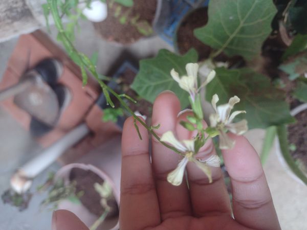 Identificação da planta Rúcula por foto
