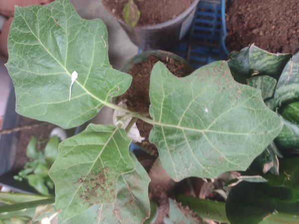 Identificação da planta Berinjela por foto