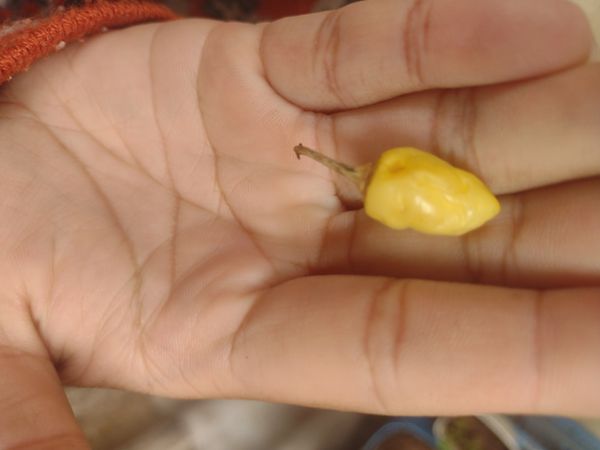 Identificação da planta Pimenta-de-cheiro por foto
