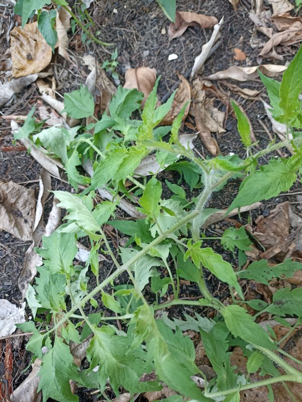 Identificação da planta Tomate por foto
