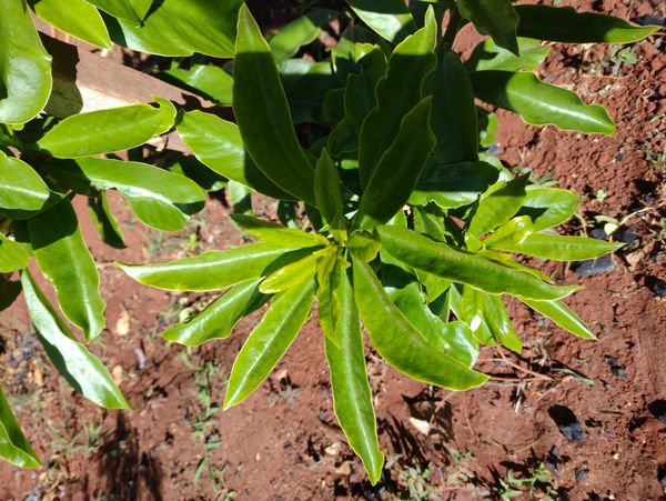 Identificação da planta Ora-pro-nobis por foto