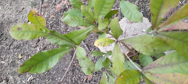 Identificação da planta Miraculina por foto