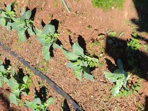 Identificação da planta Couve por foto