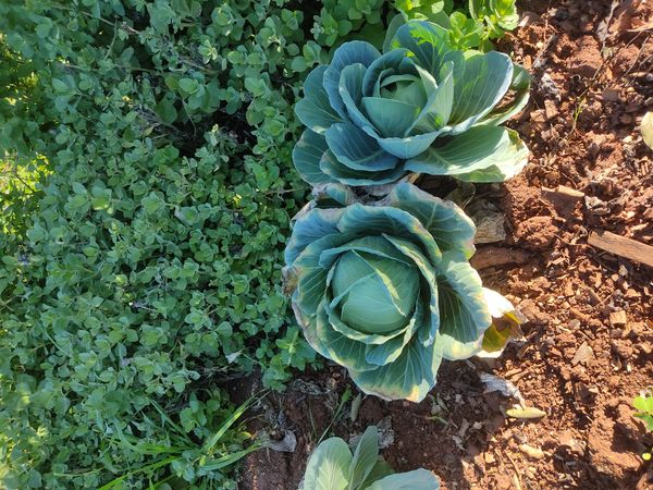 Identificação da planta Couve por foto