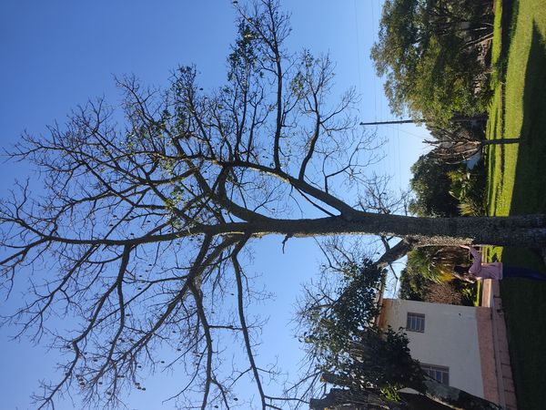 Identificação da planta Paineira por foto