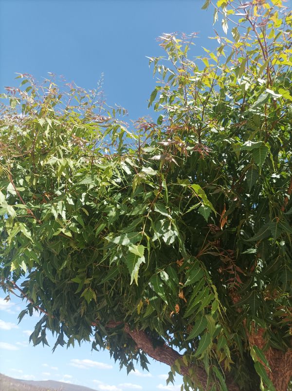 Identificação da planta Neem por foto