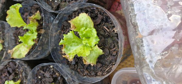 Identificação da planta Alface por foto
