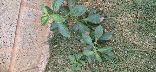 Identificação da planta Escova-de-macaco por foto
