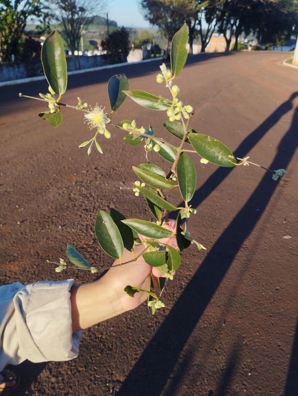 Identificação da planta Cabeludinha por foto