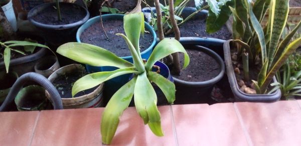 Identificação da planta Agave-dragão por foto