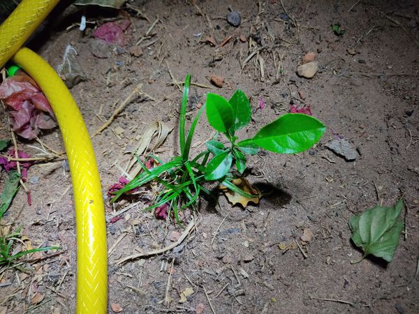 Identificação da planta Combava - mutação por foto