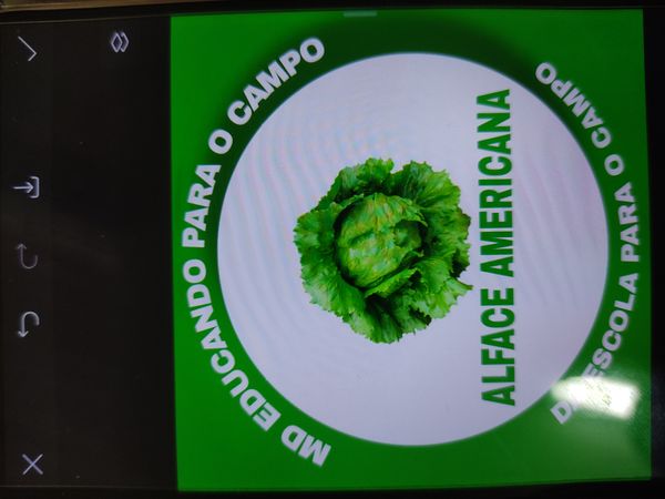 Identificação da planta Alface por foto