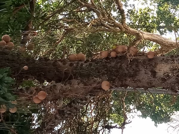 Identificação da planta Abricó-de-macaco por foto