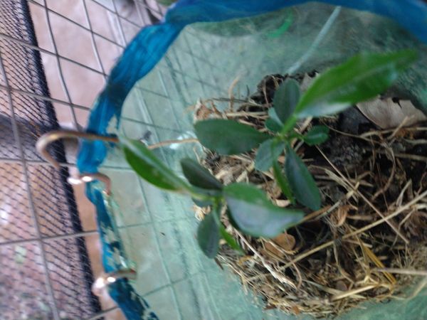Identificação da planta Figueira-de-bengala por foto