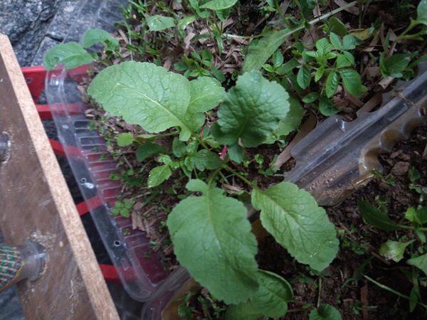 Identificação da planta Nabo-bravo por foto