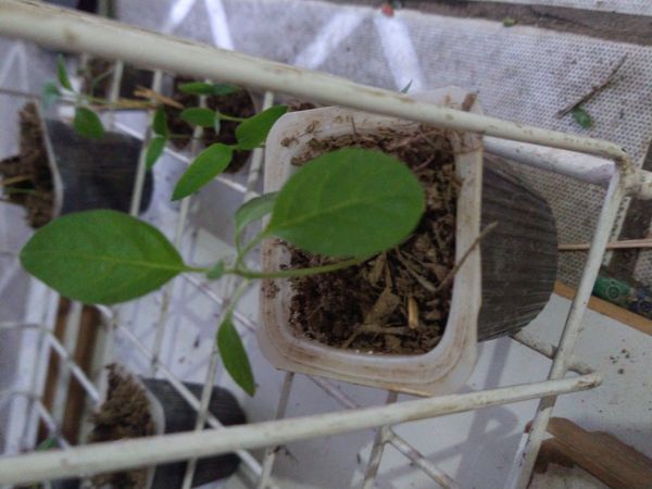 Identificação da planta Batata-de-purga por foto