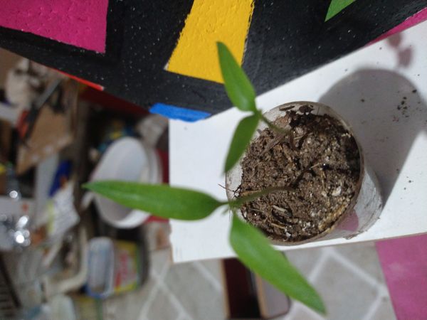 Identificação da planta Pimenta por foto