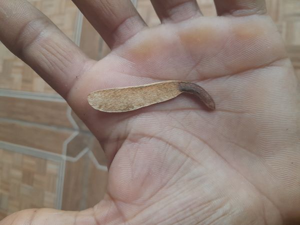 Identificação da planta Mogno por foto