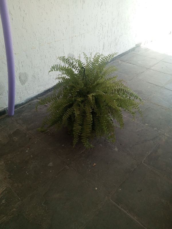 Identificação da planta Samambaia por foto