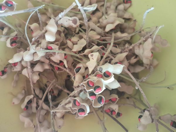 Identificação da planta Feijão-bravo por foto