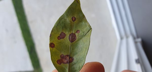 Identificação da planta Guajuvira por foto