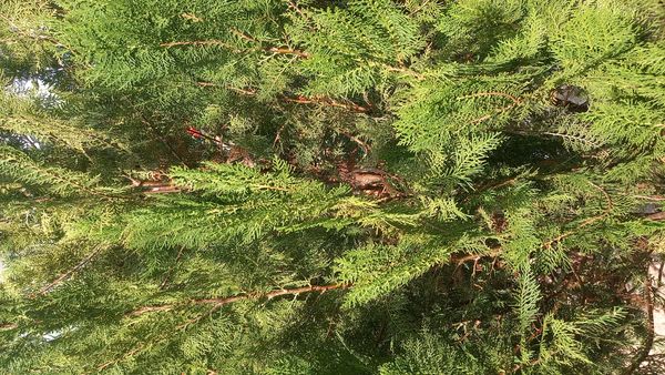 Identificação da planta Cipreste-comum por foto