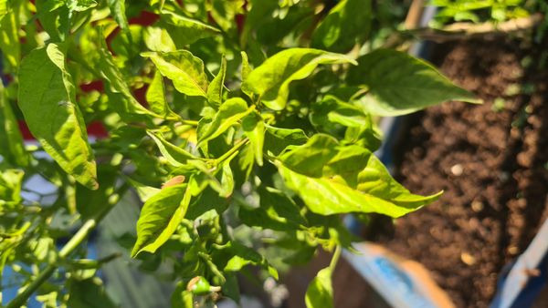 Identificação da planta Malagueta por foto