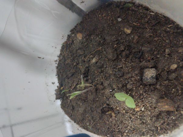 Identificação da planta Tomate por foto
