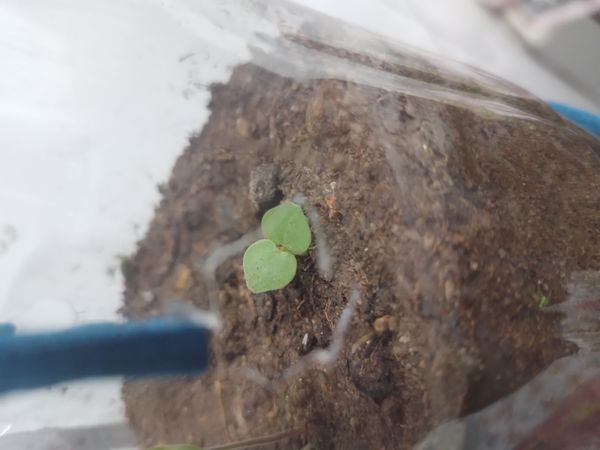 Identificação da planta Quilaia por foto