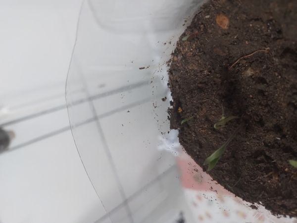 Identificação da planta Tomate por foto