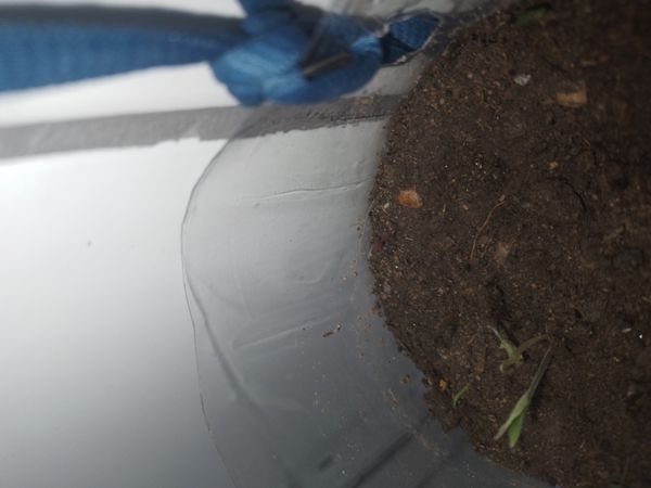 Identificação da planta Tomate por foto