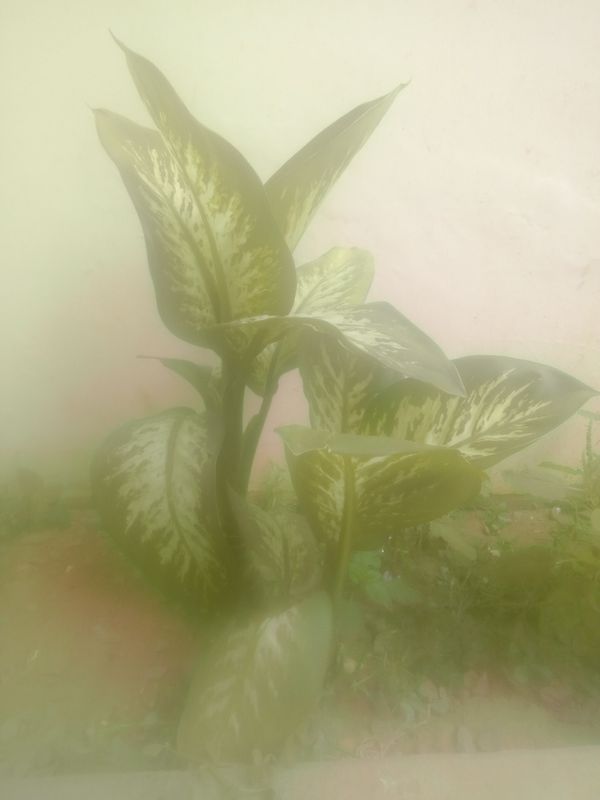 Identificação da planta Comigo-ninguém-pode por foto