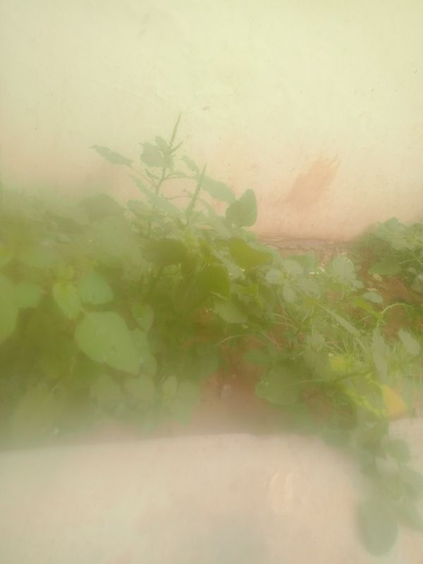 Identificação da planta Cobreiro por foto