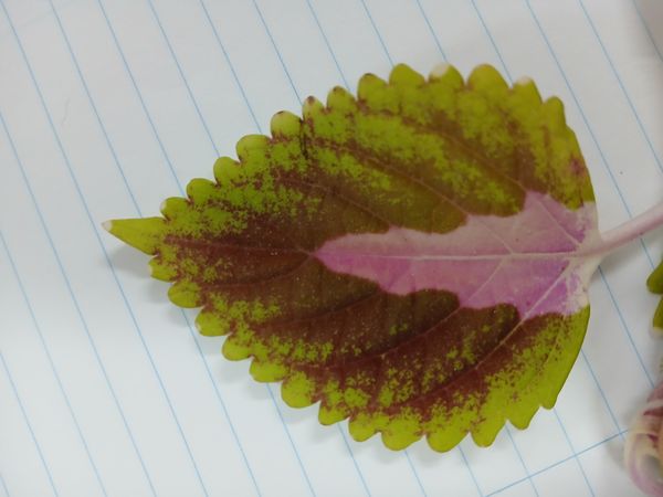Identificação da planta Coléus por foto