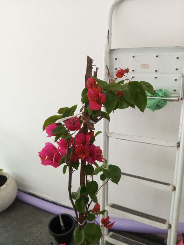 Identificação da planta Primavera por foto