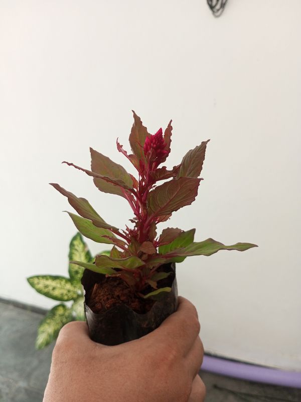 Identificação da planta Crista-de-galo por foto
