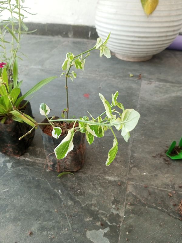 Identificação da planta Rabo-de-gato por foto