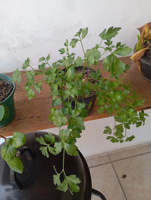 Identificação da planta Salsa por foto