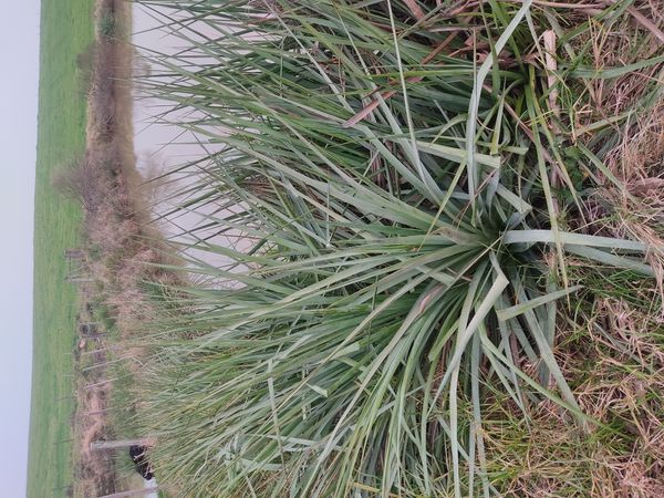 Identificação da planta Caraguatá por foto