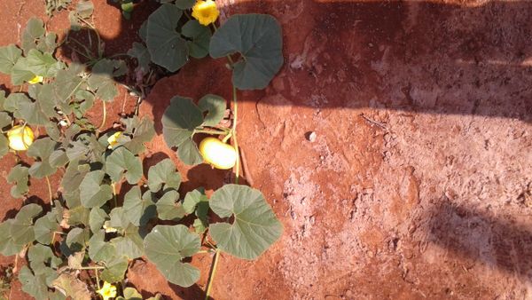 Identificação da planta Abóbora por foto