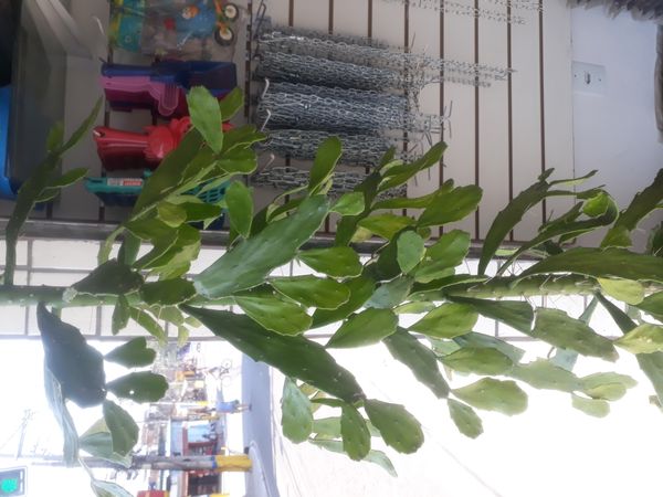 Identificação da planta Palma-de-cristo por foto