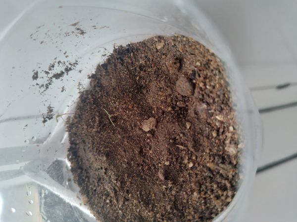 Identificação da planta Tomate por foto