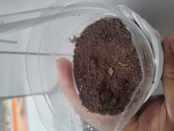 Identificação da planta Tomate por foto