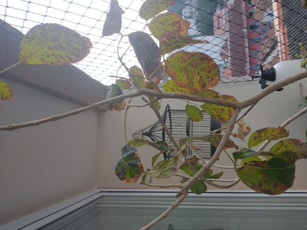 Identificação da planta Ipê-branco por foto